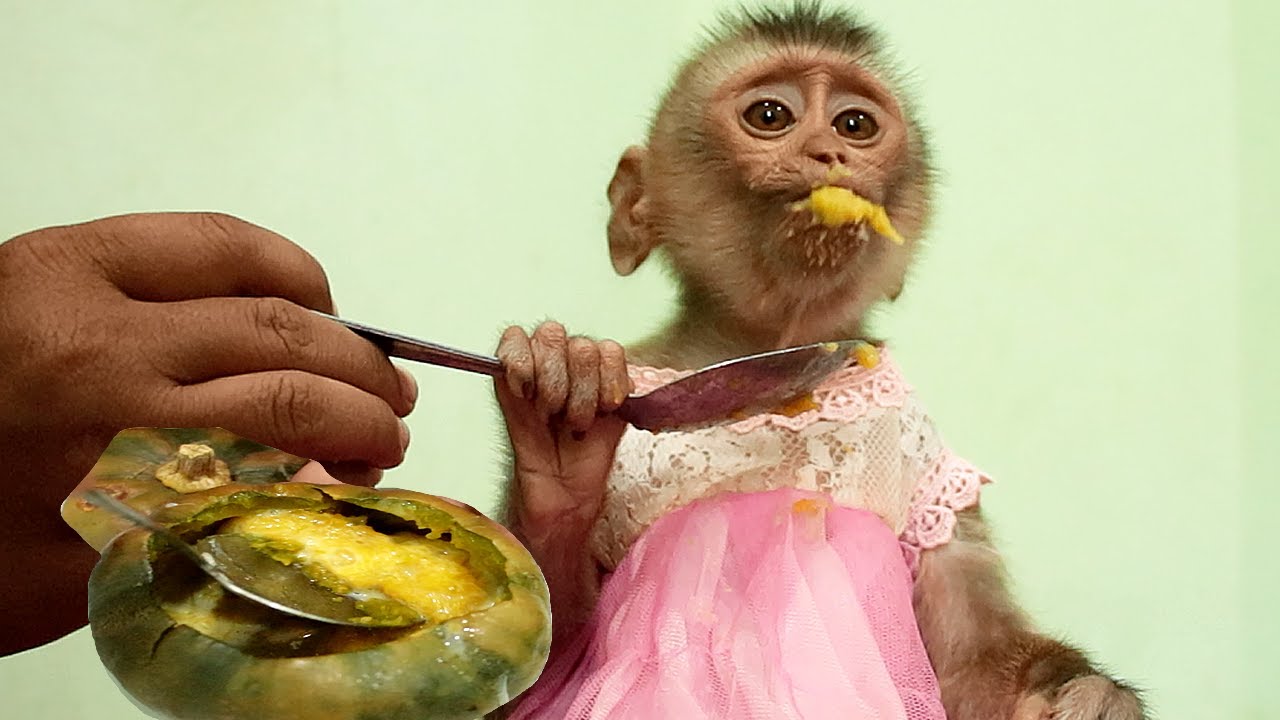 Incredible Monkey Bela Super Eating​ Pumpkin Dessert | Mom Boiled Pumpkin for Baby