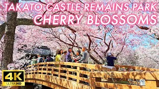 【4K Japan Sakura 2024】Japan's Amazing Cherry Blossom Spots Takato Castle Remains Park