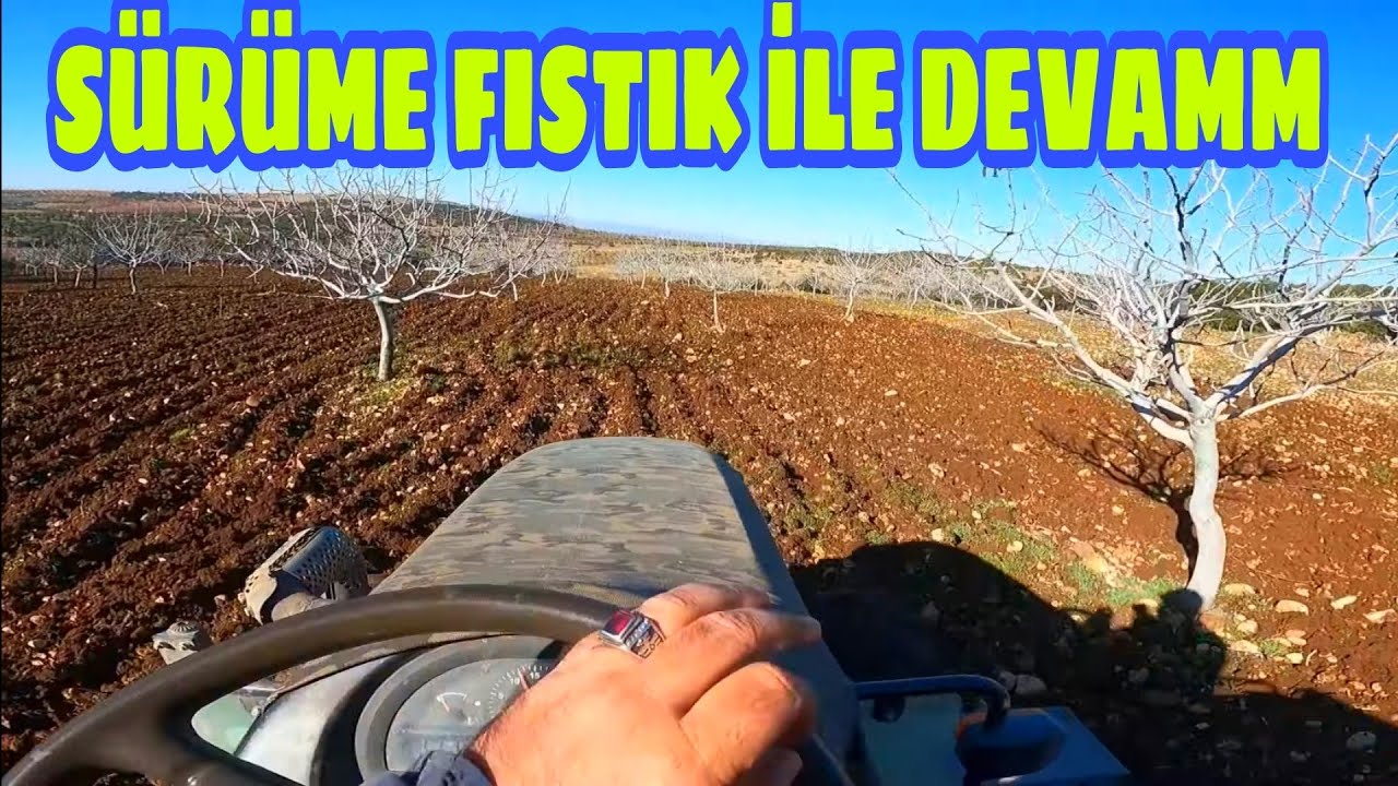 Antep fıstığına zemheri sürümü/ budama zamanın da yapılan büyük yanlışlık...