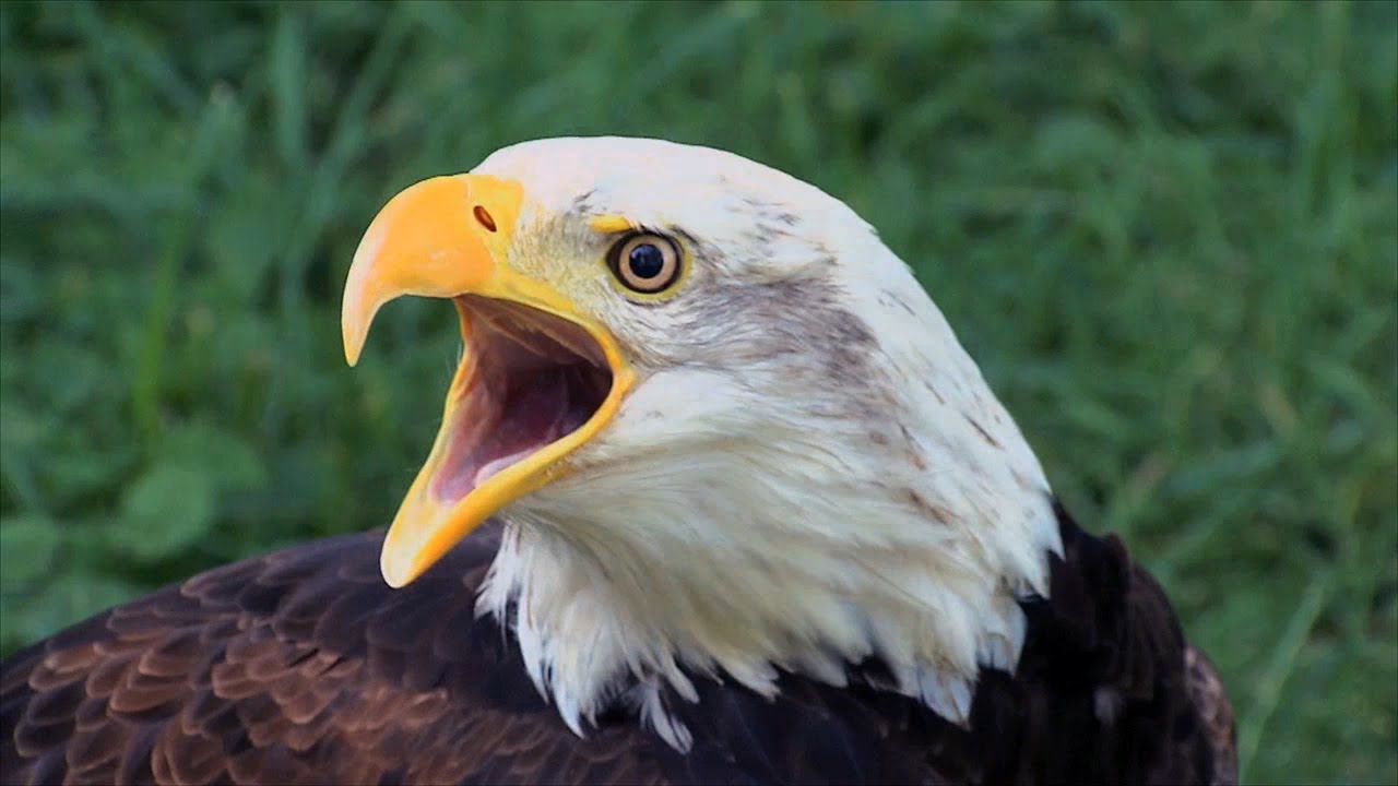 Rehabilitating injured birds at SOAR | Iowa Outdoors