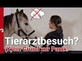 Pferd in Panik? So nutzt du Körpersprache & Wissenschaft gegen Stress beim Tierarztbesuch!