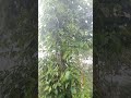 Tropical Storm in a Lush Plantation 🌧️ | Nature Sounds for Sleep #naturesounds #rain #rainforsleep