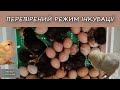 САМЫЙ ЛУЧШИЙ РЕЖИМ ИНКУБАЦИИ КУРИНЫХ ЯИЦ. Пошаговая инструкция!