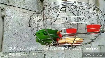 Serindit Breeding