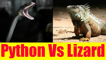 Python vs Lizard - Lizard save Porcupine from King Cobra