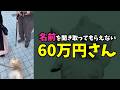 通称「60万円さん」のポメラニアンになっただす