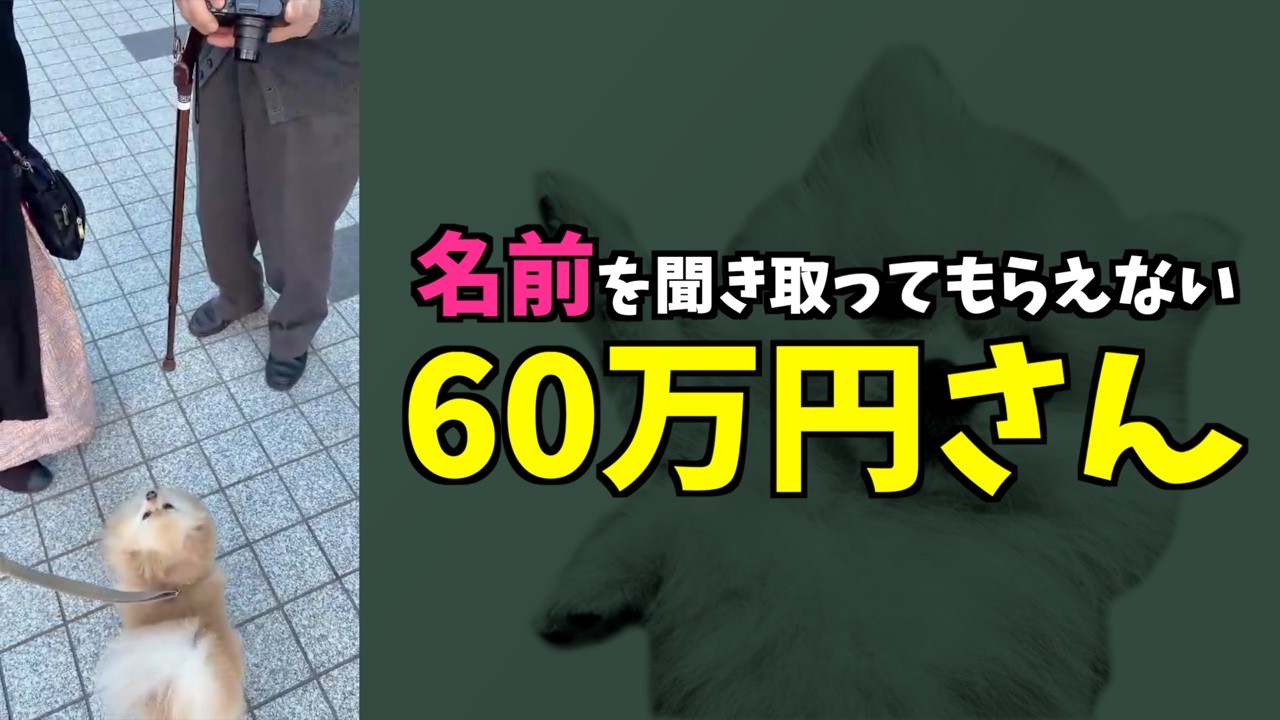 ポメころび❤️ This Pomeranian has become known as 