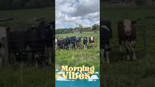 Man talks to cows