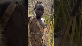 Unbelievable  Hadzabe Tribe bushman accuracy skills