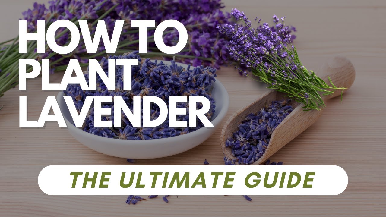 How To Plant Lavender - The Ultimate Guide - YouTube