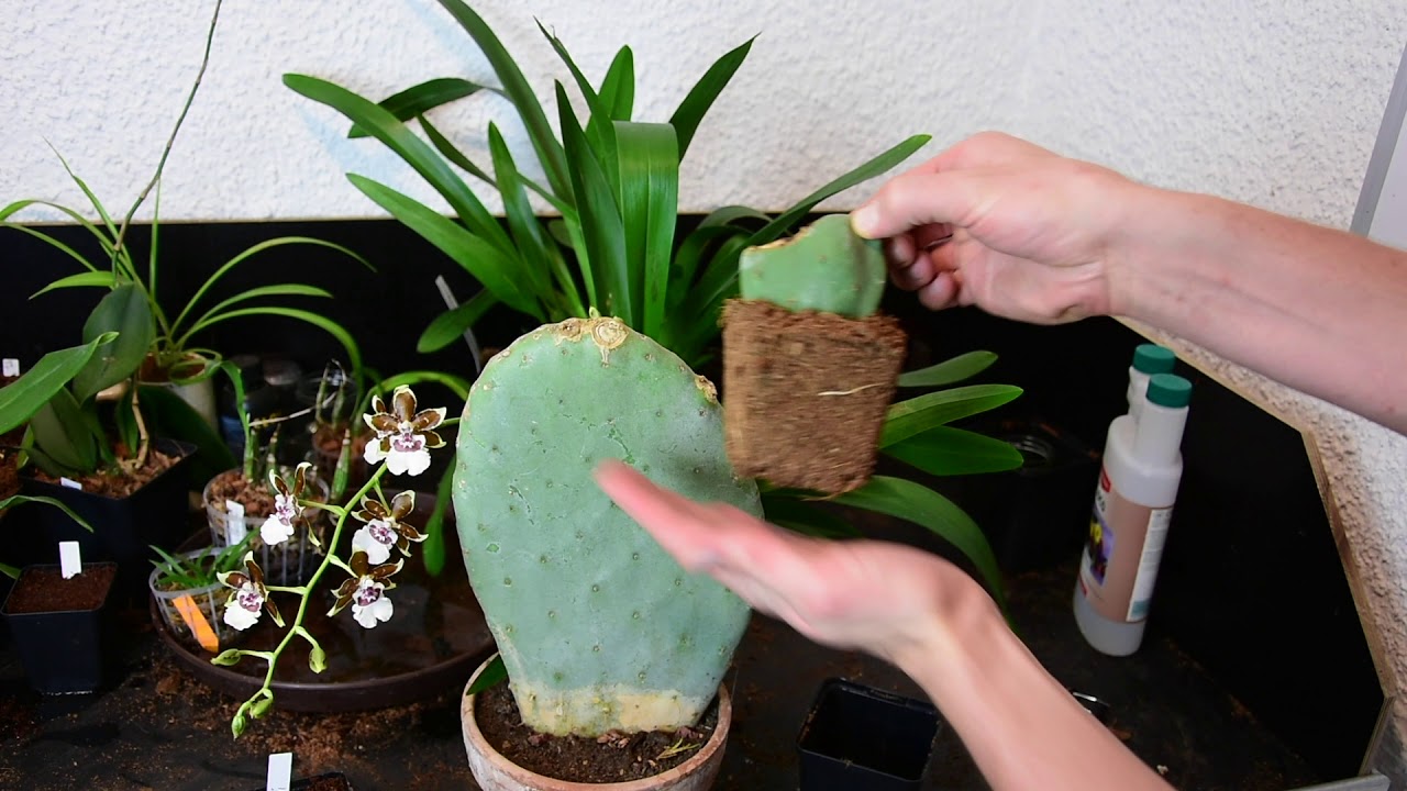 Feigenkaktus durch Stecklinge vermehren! - Hat es funktioniert? -  Feigenkaktus (Opuntia indica )