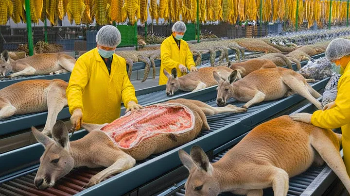 Inside the Kangaroo-Leather Factory: From Wild Hide to Luxury $100,000 Boots (Full Process)