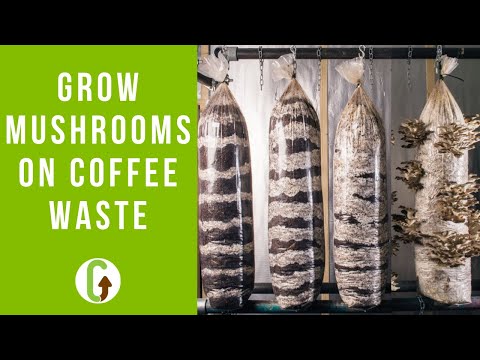 How To Grow Mushrooms On Coffee Grounds (Step By Step) | GroCycle