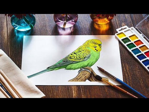Muhabbet Kuşu Çizimi – Renkli bir muhabbet kuşu boyamak