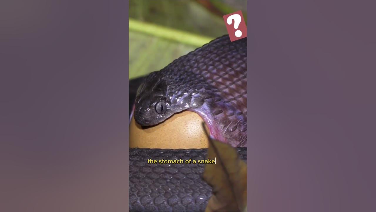How does the digestive system of snakes work?" - YouTube