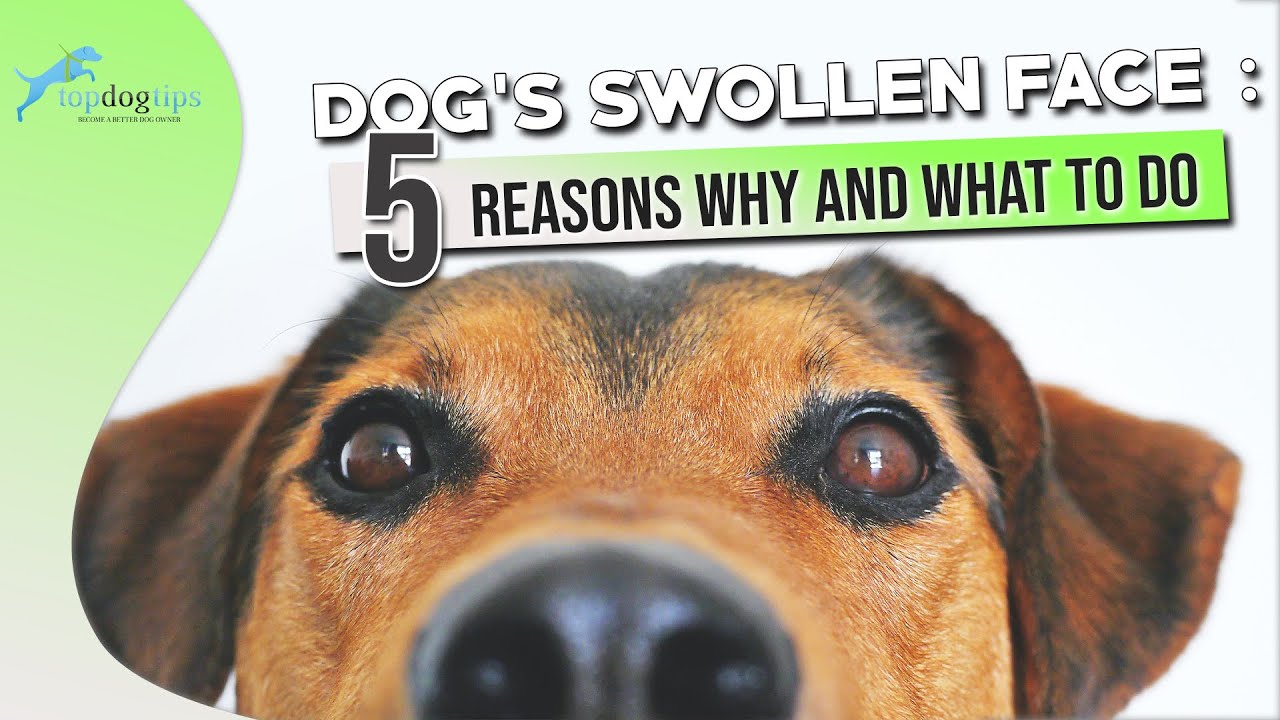 Dog’S Swollen Face 5 Reasons Why And What To Do