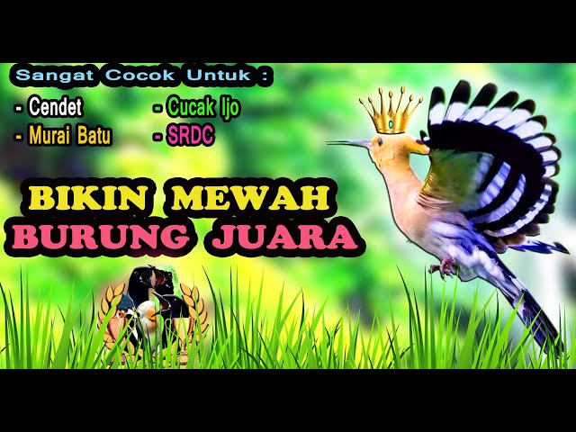 Masteran Untuk Burung Fighter Full Isian Mewah class=