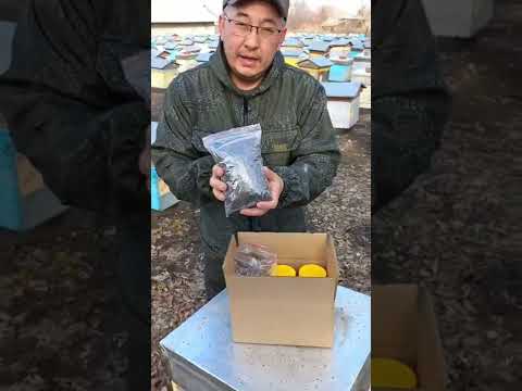 Исландский мох