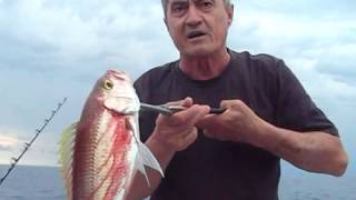 Fishing Offshore Gold Band Snapper or Rosy Job Fish Mooloolaba Hards