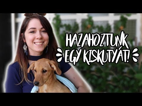 Videó: A kutya szaga a házban rossz neked?