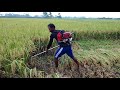 village paddy harvesting, village paddy harvest, dhan katar video,চায়না মেশিনে ধান কাটার ভিডিও।