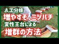 増やすぞミツバチ 変成王台による増群 人工分蜂の方法 ミツバチ みつばち 蜜蜂 西洋ミツバチ 変成王台 増群 ミツバチの増やし方 西洋ミツバチ 人工分蜂 西洋ミツバチ PocoToscana 増やすぞミツバチ 変成王台による増群 人工分蜂の方法 ミツバチ みつばち 蜜蜂 西洋ミツバチ 変成王台 増群 ミツバチの増やし方 西洋ミツバチ 人工分蜂 西洋ミツバチ PocoToscana