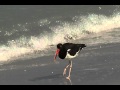 American Oystercatcher Feeding on Honeymoon Island, Florida