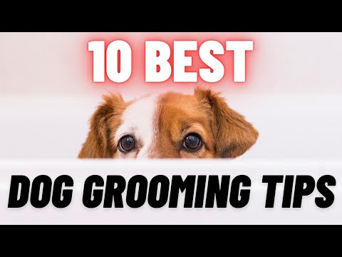 Vídeo: Top 10 Dog Grooming Dicas