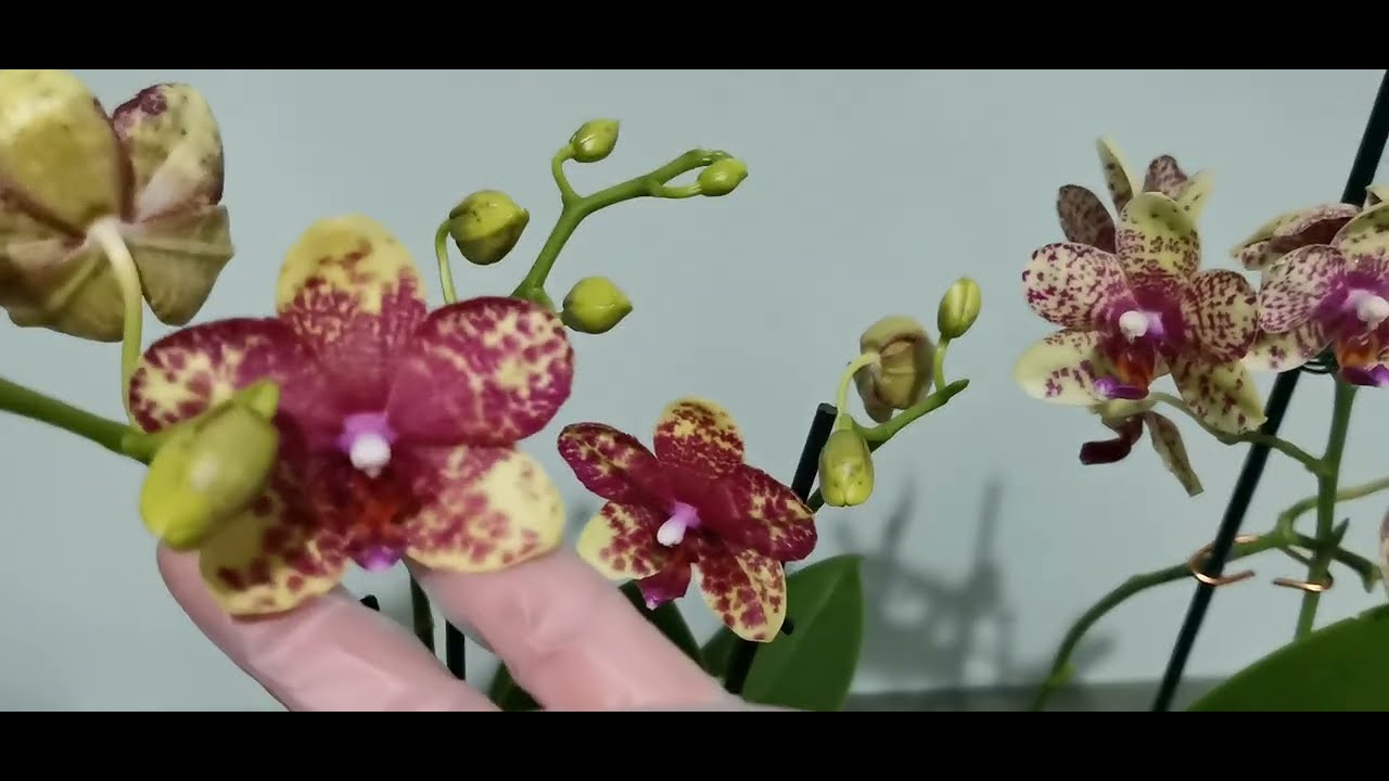 使用蒜頭水養護花期中的蝴蝶蘭！14/02/2022