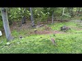 White tail deer peacefully grazing .  #soundsofnature, #peaceful,#nature #backyardwildlife 