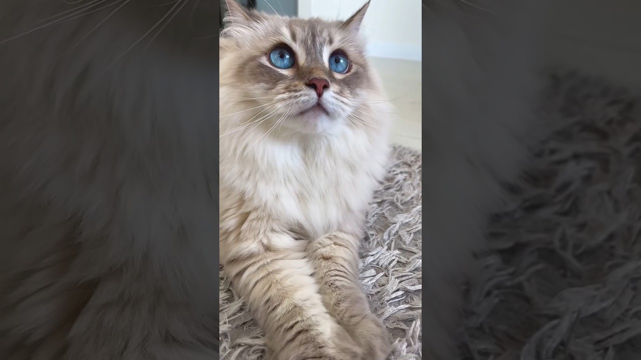 My cute cat with blue eyes 😻 