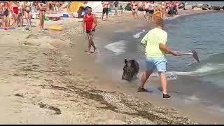 Sanglier sème la panique sur une plage