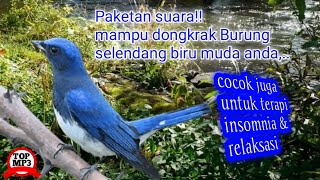 perpaduan Suara burung selendang biru dan suara air sungai mengalir untuk masteran burung dan terapi