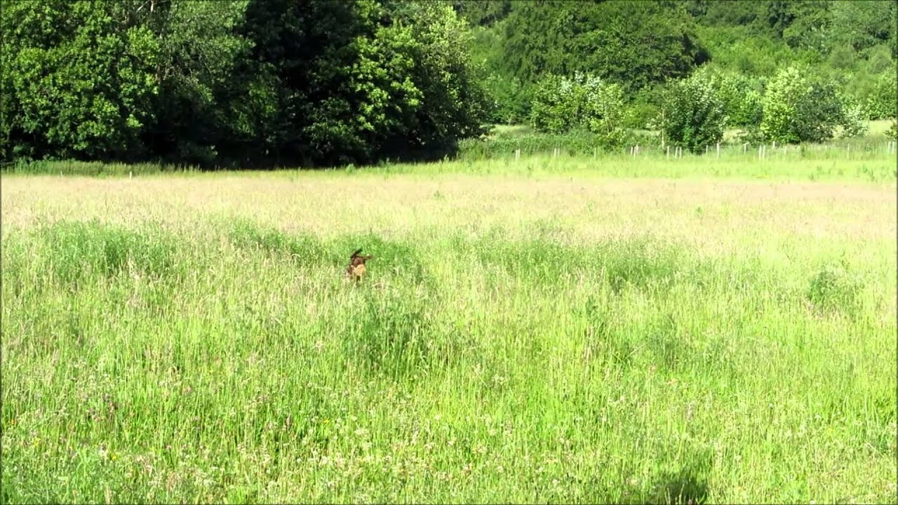 Bosco tries out his new anti-gravity boots