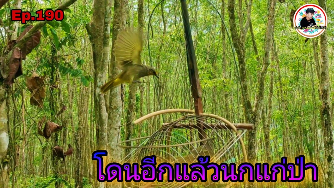 เสียงนกดอกแตงEp.190 พานกต่อเช็ครังนก แต่เจอเจ้าถิ่นนกดอกแตงดุเบิ้ลธรรมชาติ(Stripe-throated Bulbul)