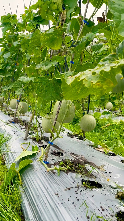 Download lagu Melon varietas Noni f1 #bisnispertanian #fruit #petanijambu #buah #buahbuahan #melon