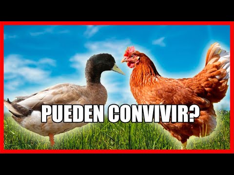 Video: Patos contra pollos: los beneficios de criar patos
