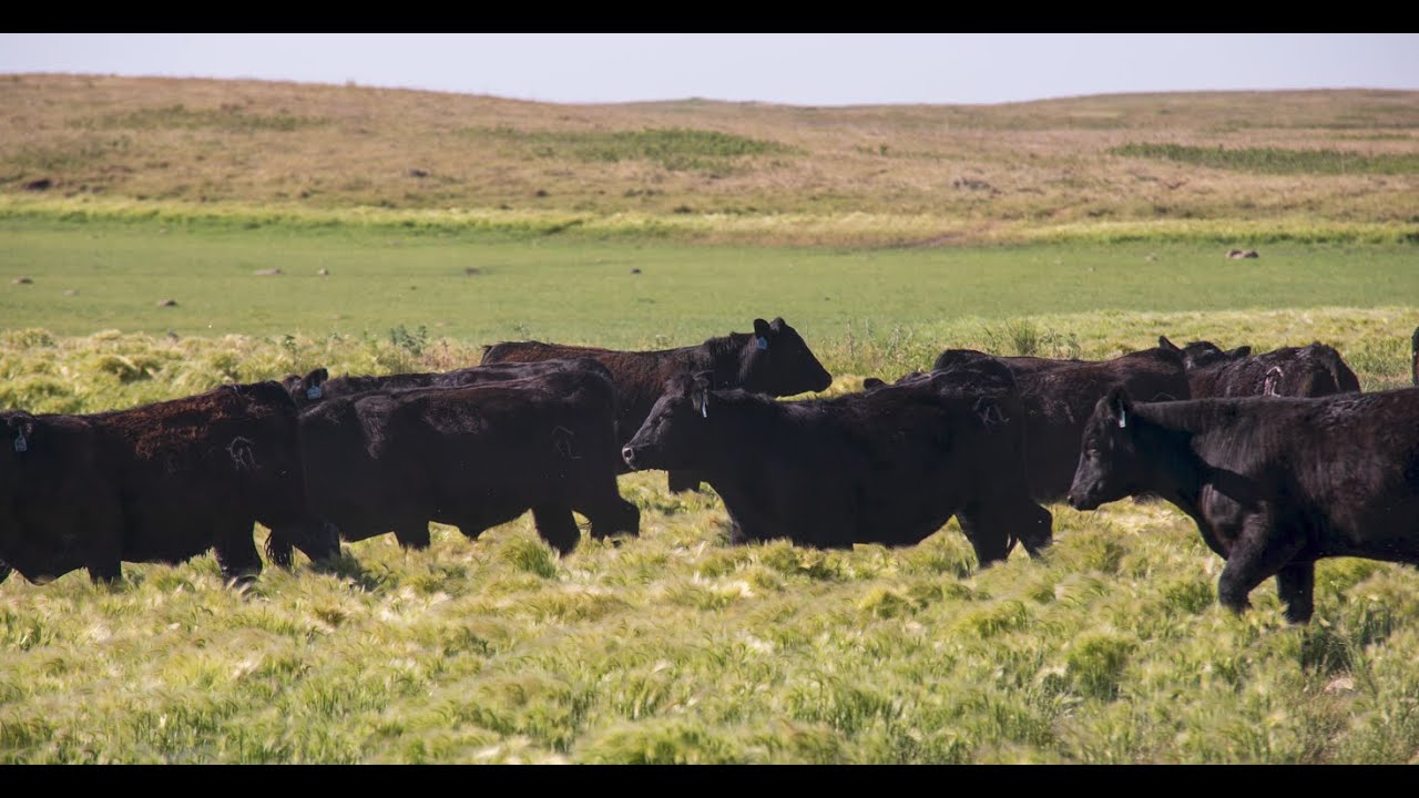 DemKota Ranch Beef YouTube