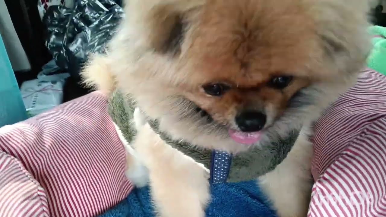 【雄勝の雪まつり】2026.2.14🐶久々のお出掛け　雪国秋田湯沢方面へ🚙💨