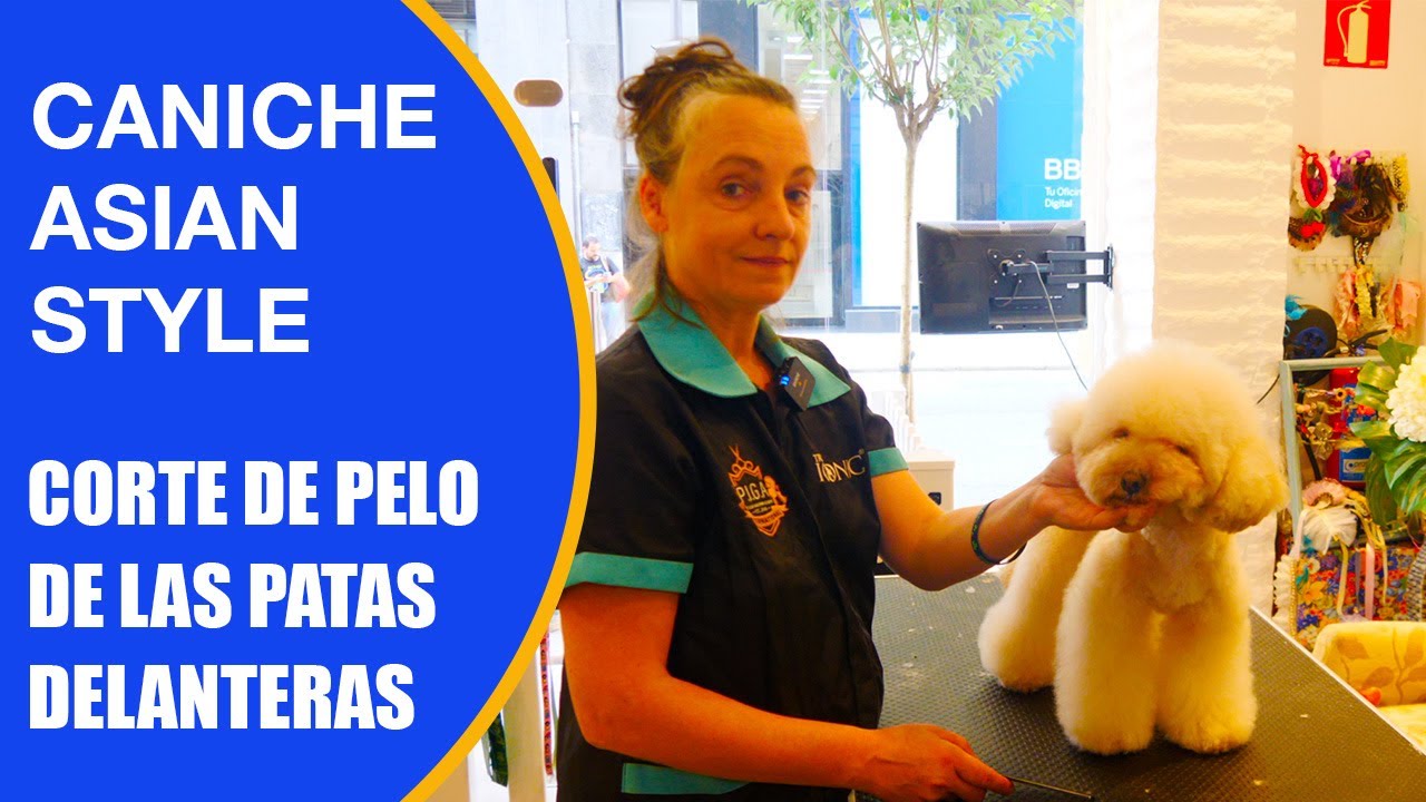 Cómo cortar el pelo de las patas delanteras a un caniche con tijeras de