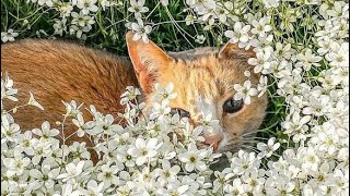 Ghostbusters Theme Song Animals Edition