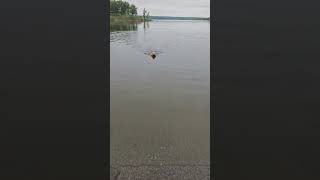 Who else is starting their summer training and conditioning? #labrador #hunting #duck #goose #dog