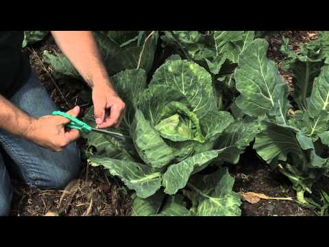 Video: Cabbage Head Tying - Information On Tying Cabbage Plant Leaves