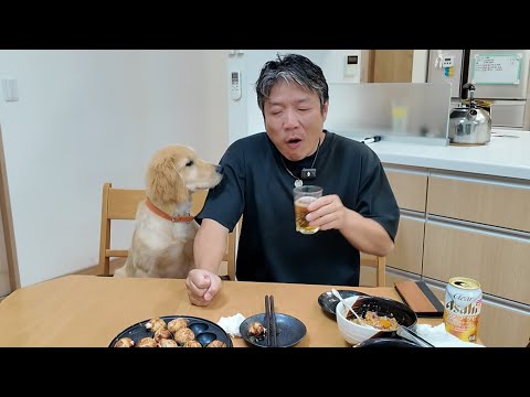 大阪の味！熱々のたこ焼きを不思議そうに見つめるゴールデンの子供。【Golden Retriever japan】