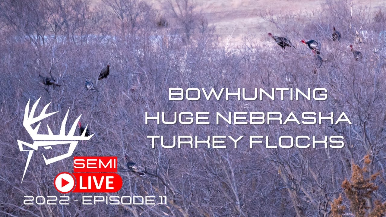 Bowhunting HUGE Nebraska Turkey Flocks