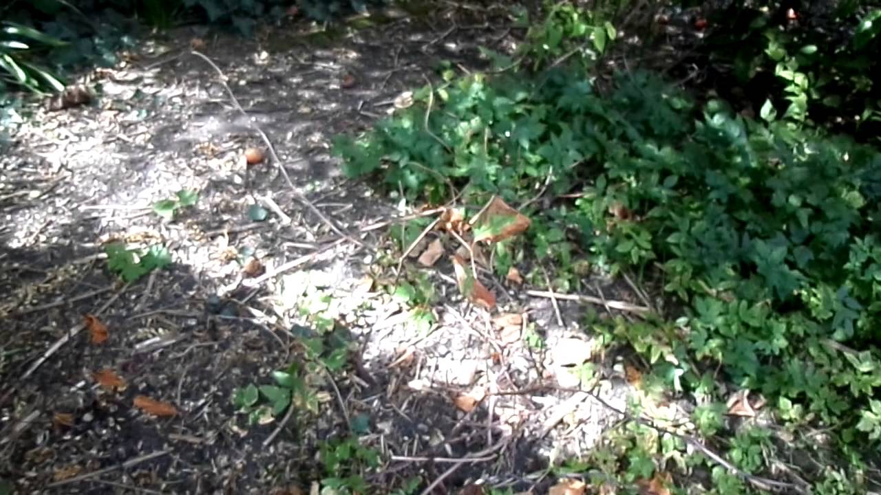 89-96 Elgin Mansions - Supposed Area - Ground View 2