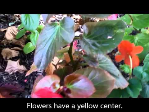 Video: Kataranthus: häusliche Pflege, Kultivierung und Vermehrung