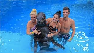 Sea Lion Encounter | Vallarta Adventures