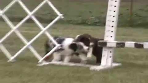 Nita - Australian Shepherd Puppy