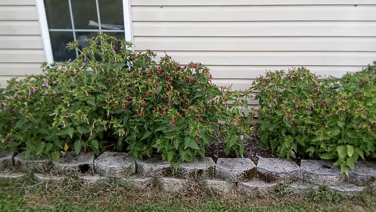 Blu R1 HD - 1080p HD video test